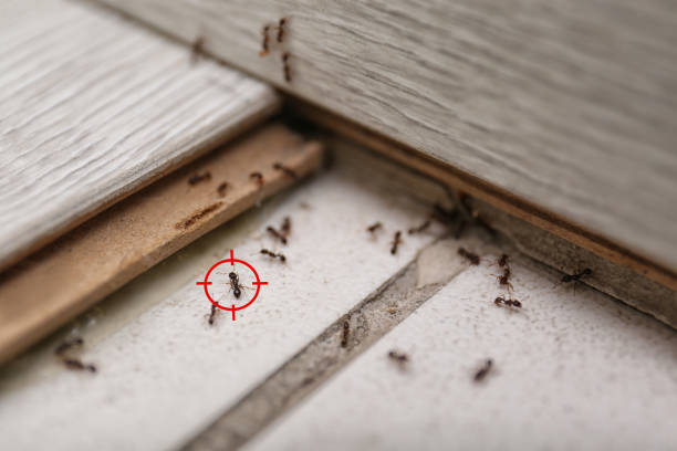 Best Emergency Pest Control  in Ellwood City, PA