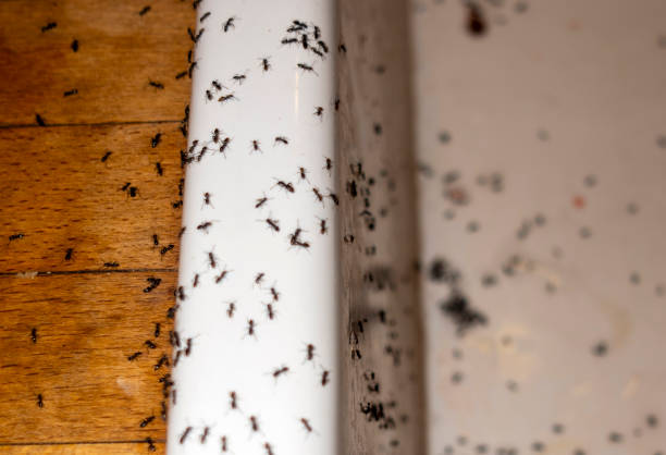 Flea Control Services in Ellwood City, PA